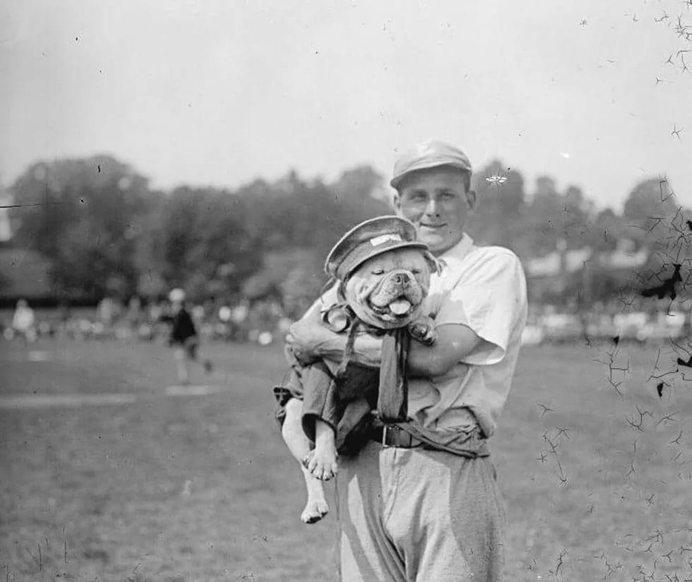 Dog at baseball game