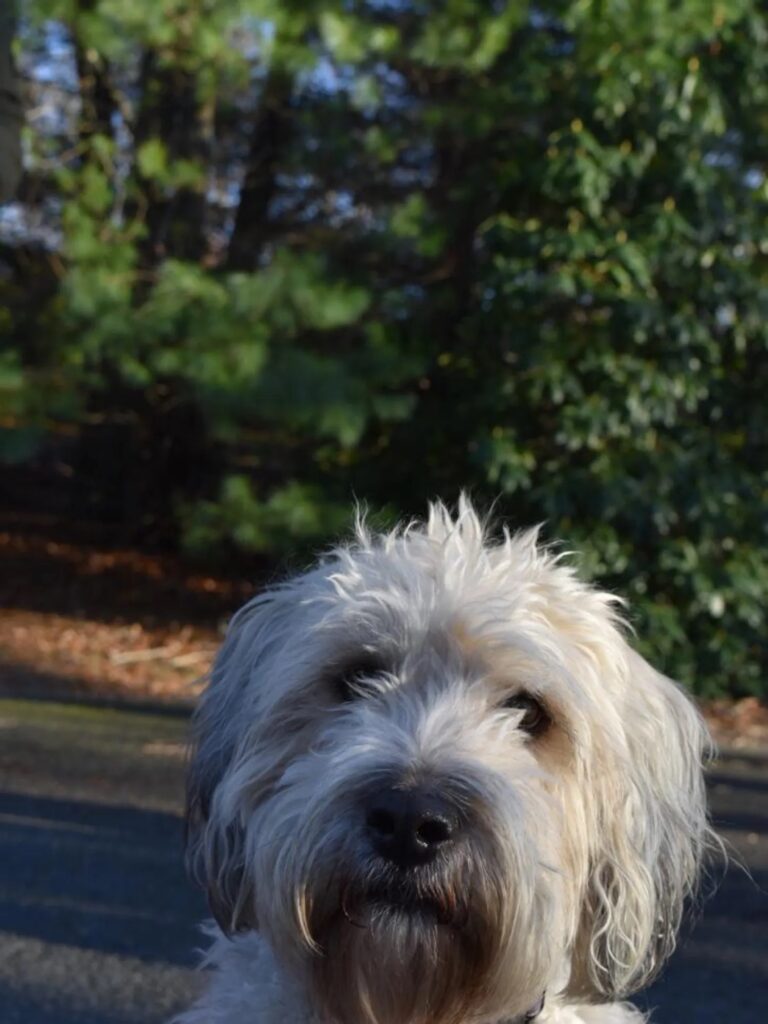 Image of Brooklyn, looking wise