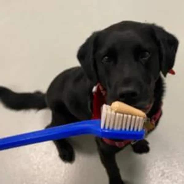 Image of Dr. Ng attempting to brush his dog's teeth