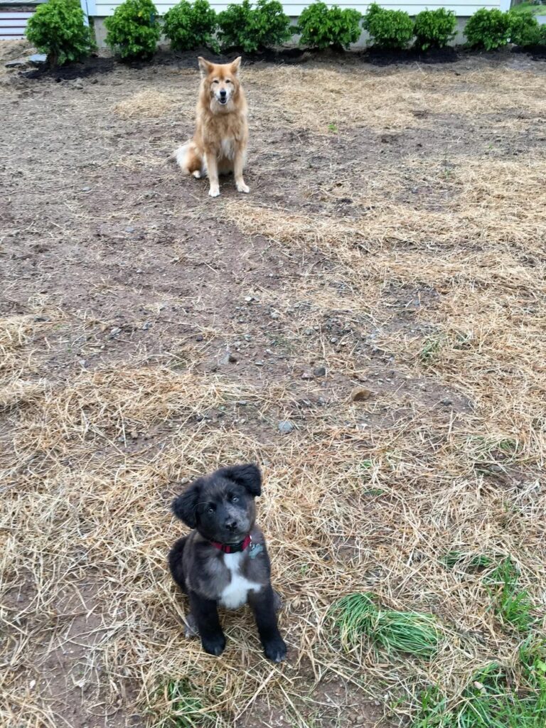 Image of the author's two dogs: Otter in the foreground as a puppy, Safari in the background looking on