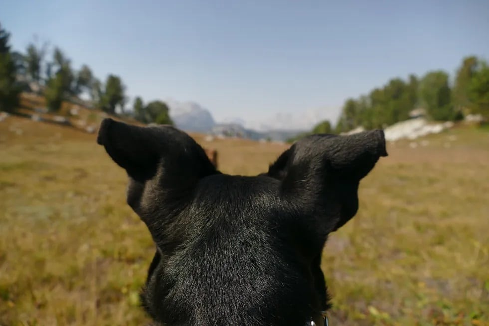 Image of the back of a dog's head, and the view of the wilderness beyond