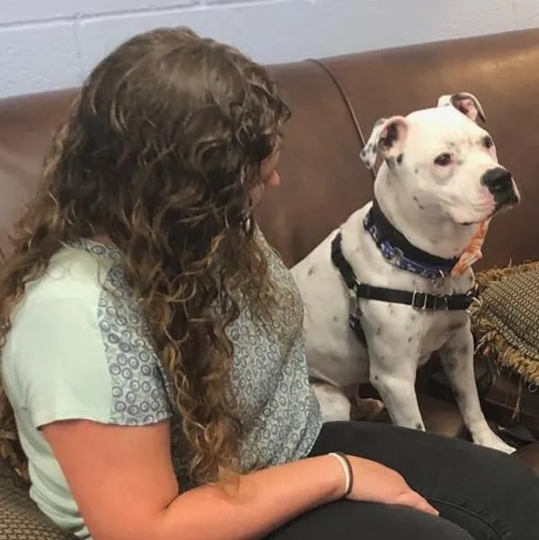 Image of a Happy dog on a sofa with human