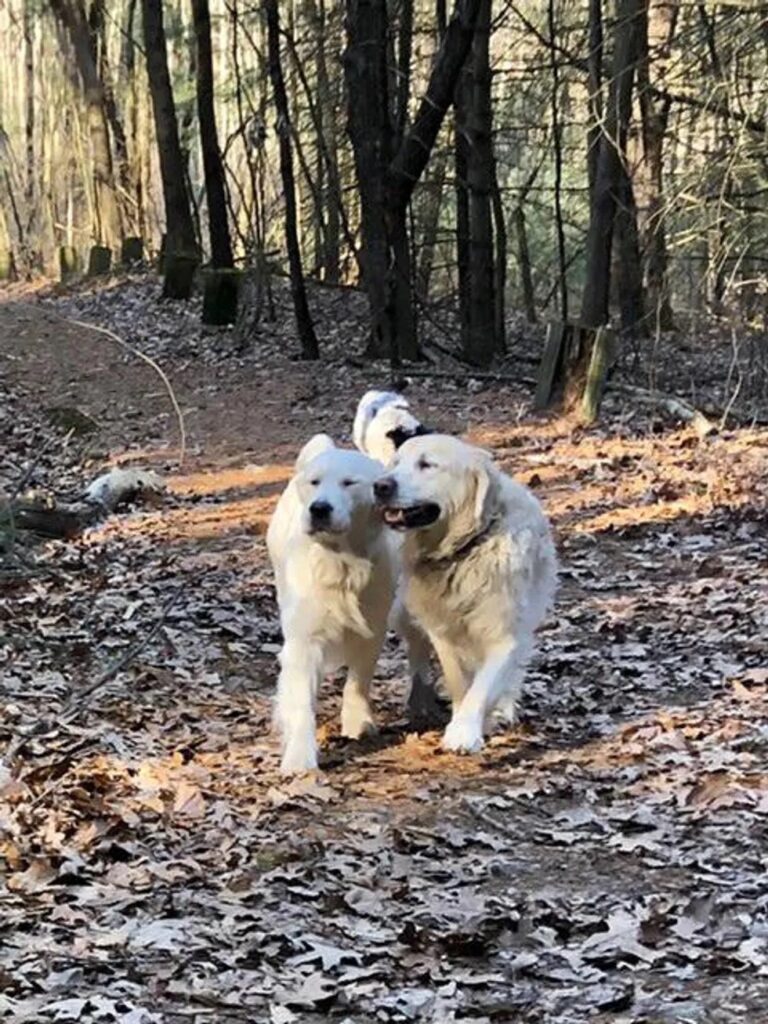 Image of Argos and Svend walking through the woods with fallen leaves on the ground.