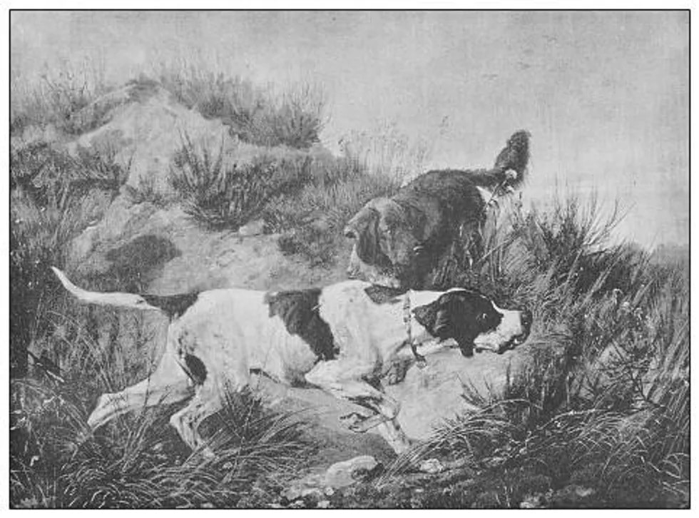 Image of historic black and white portrait of two hunting dogs