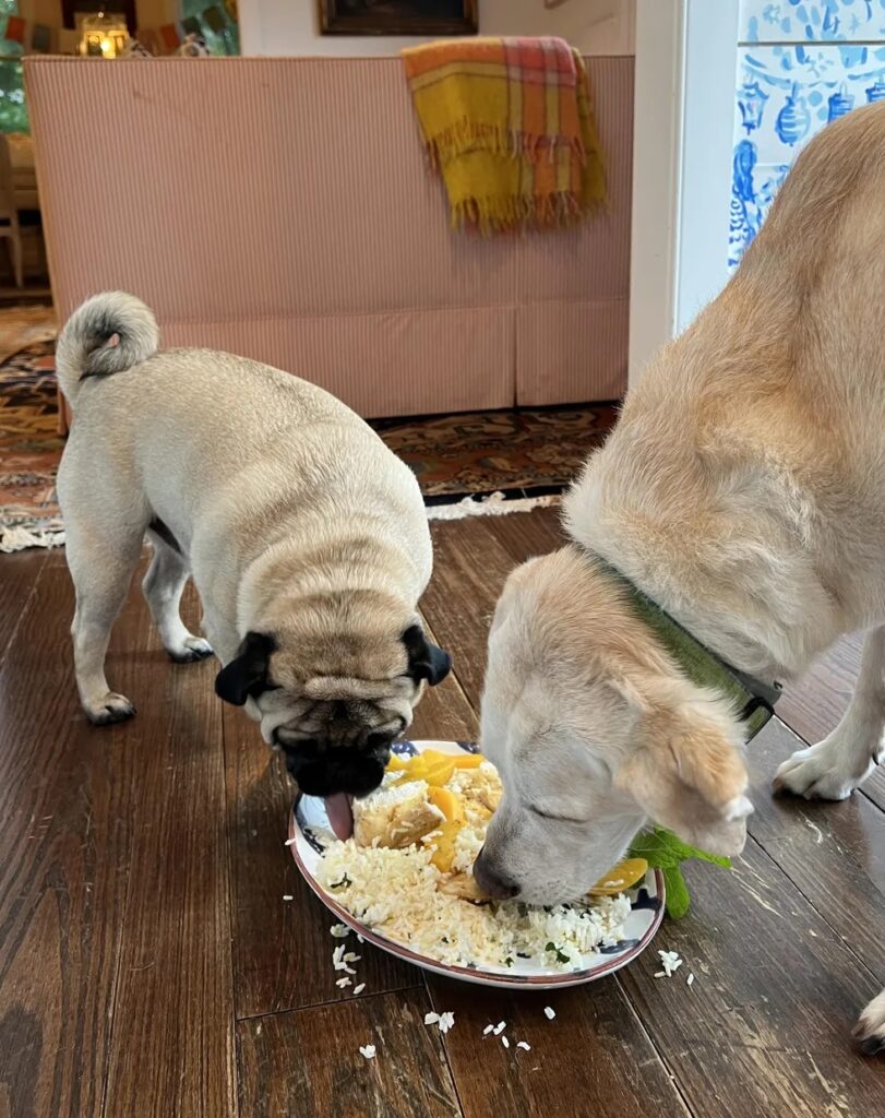 Image of Jeff the Pug and Butter the Yellow Labrador sharing an elegant dish of Moroccan Chicken with Peaches