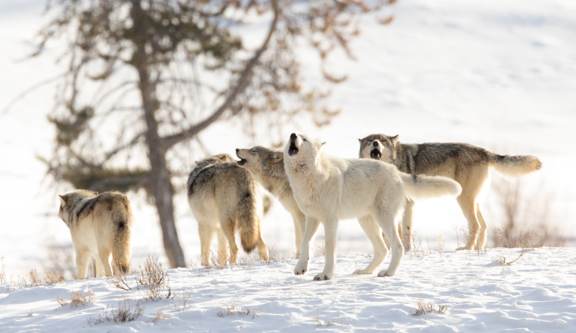 On Wolves and Dogs - Love, Dog