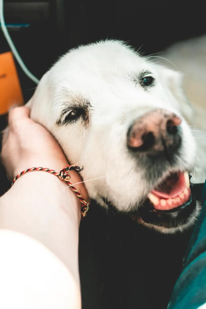 A Golden Retriever getting pet on the head