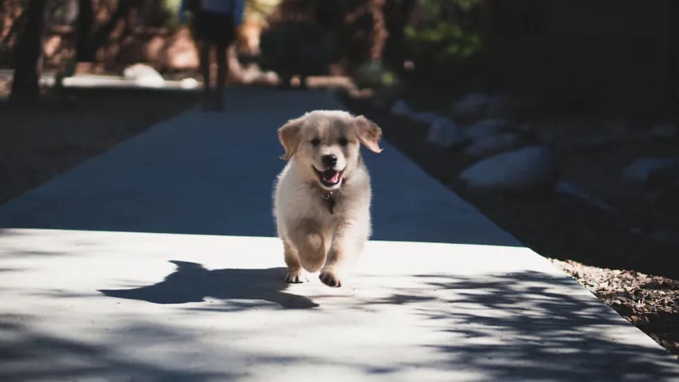 A Golden Retriever pup running on pavement towards the camera - Love, Dog