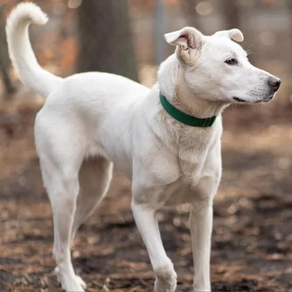 Sahteene, a white Shepherd mix smiling for the camera. Love, Dog