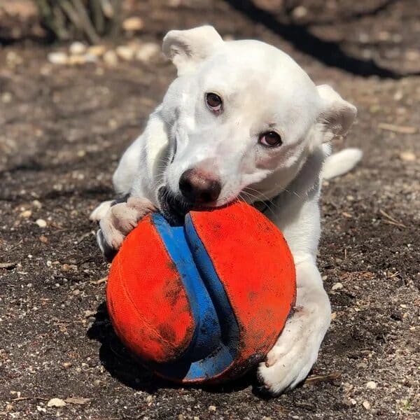 Sahteene, a white Shepherd mix smiling for the camera. Love, Dog