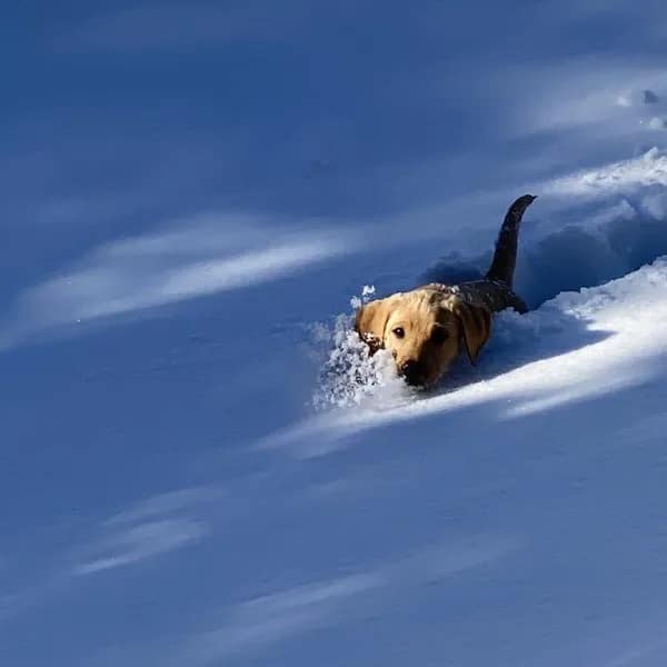 A Yellow Labrador walking through the Colorado Snow