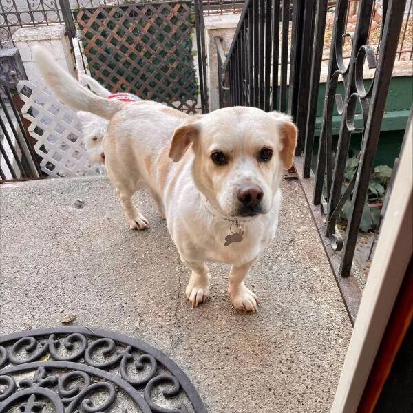 Clarence waiting outside - Love, Dog