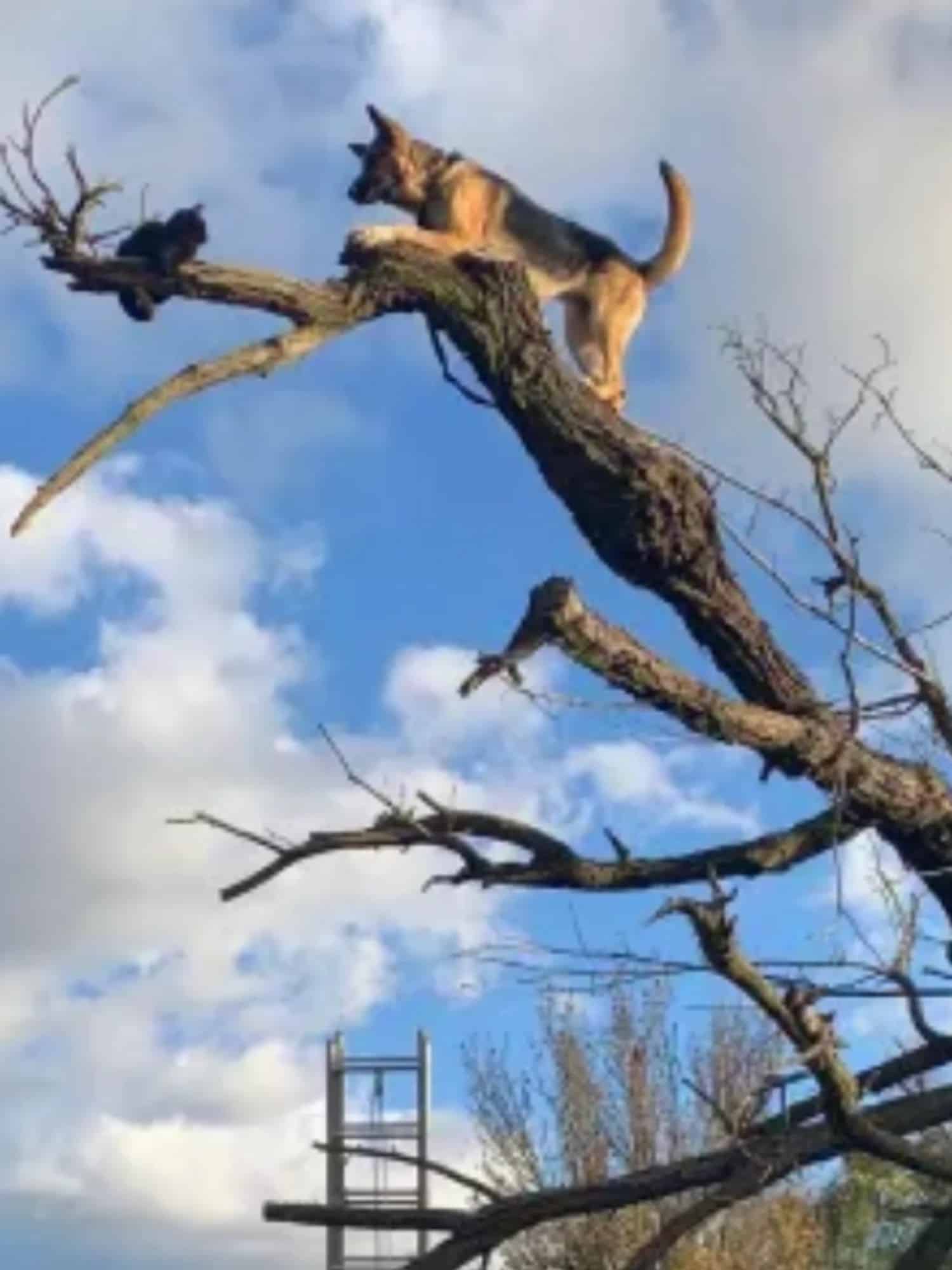Dog Chases Cat Up Tree and Gets Stuck Love Dog