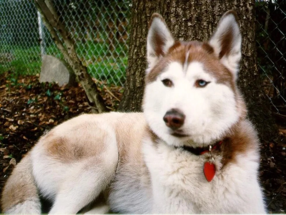 Image of beautiful brown and white husky