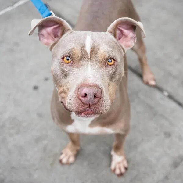 Image of Lance sitting on a cement floor looking at the camera - Love, Dog