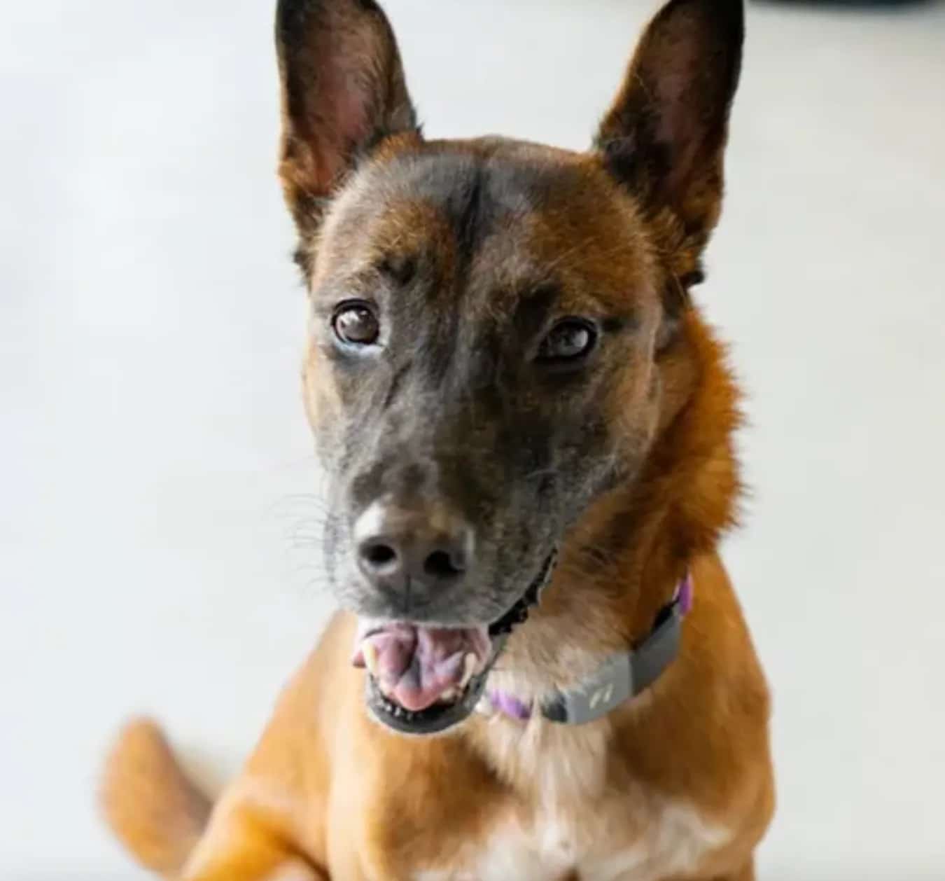 Image of Paiyear smiling, looking into the camera - Love, Dog