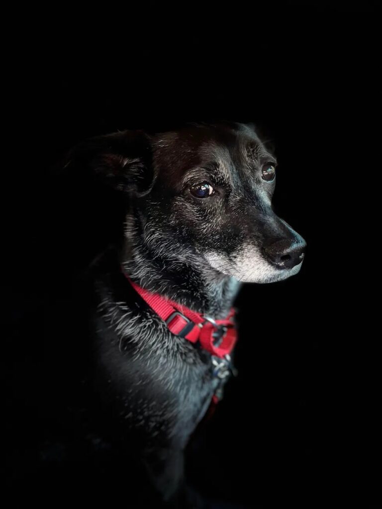 Image of their black dog Ruby against a black backdrop with red collar. -Love, Dog-