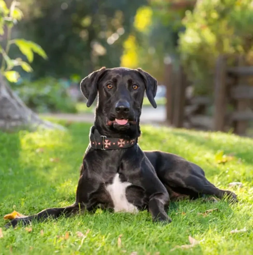 Jax, a black/white Doberman Lab mix, sitting on grass - Love, Dog