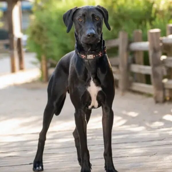 Jax is very handsome and has long legs - Love, Dog