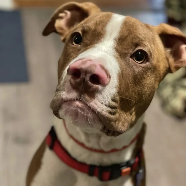 Leon is a white and tan Bully mix puppy - Love, Dog