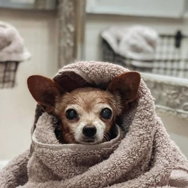 Lucy wrapped up in a blush towel - Love, Dog