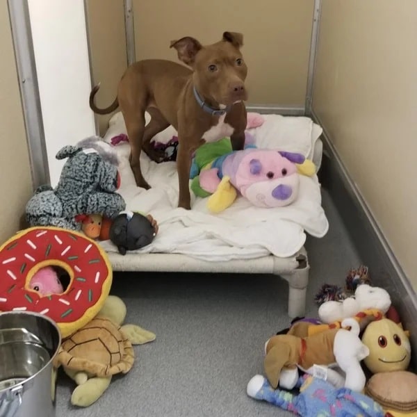 Magikoopa on her dog bed surrounded by toys - Love, Dog