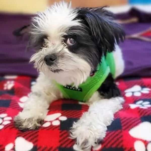 Portrait of Lexie, a black and white Shih Tzu mix wearing a lime green harness. Love, Dog