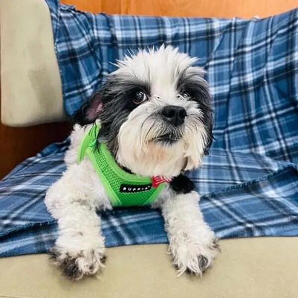 Portrait of Lexie, a black and white Shih Tzu mix wearing a lime green harness. Love, Dog