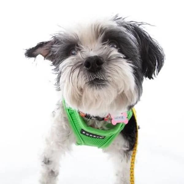 Portrait of Lexie, a black and white Shih Tzu mix wearing a lime green harness. Love, Dog