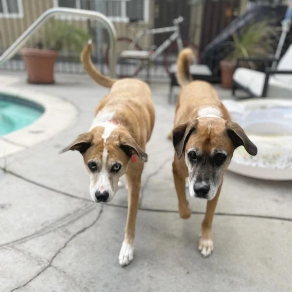 Red and Scout walking side by side by the pool - Love, Dog