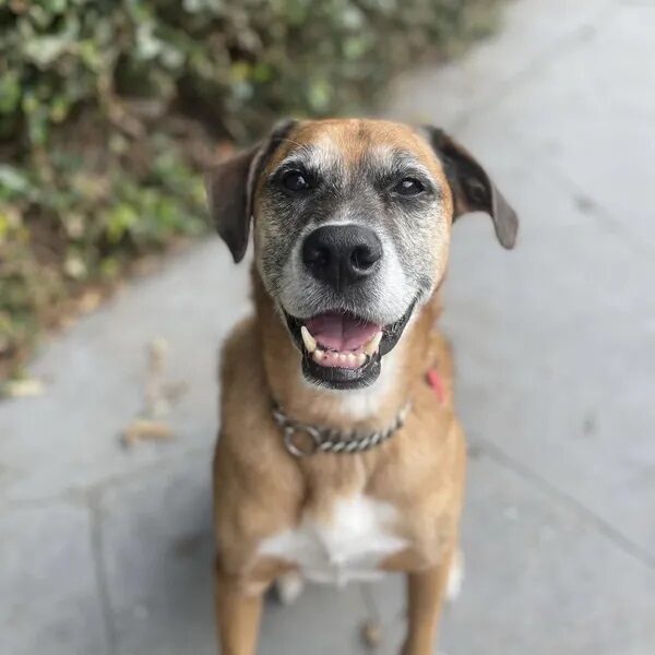 Red is eight-year-old Australian Shepherd and Boxer mix - Love, Dog