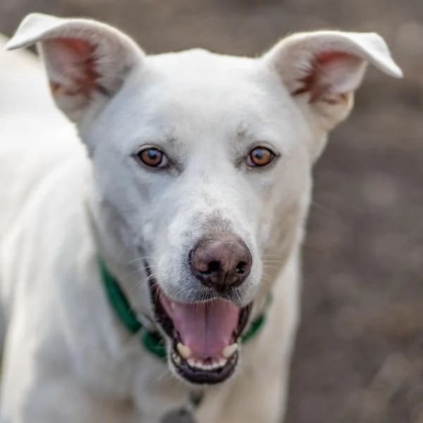 Sahteene, a white Shepherd mix smiling for the camera. Love, Dog