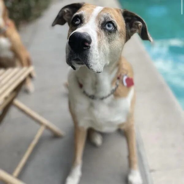 Scout is Red's littermate - Love, Dog