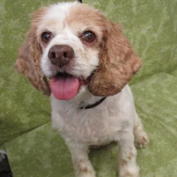 Tina is a 7-years-old Spaniel girl - Love, Dog