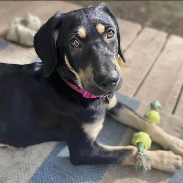 Addie is a Shepherd mix girl with the perfect ears - Love, Dog