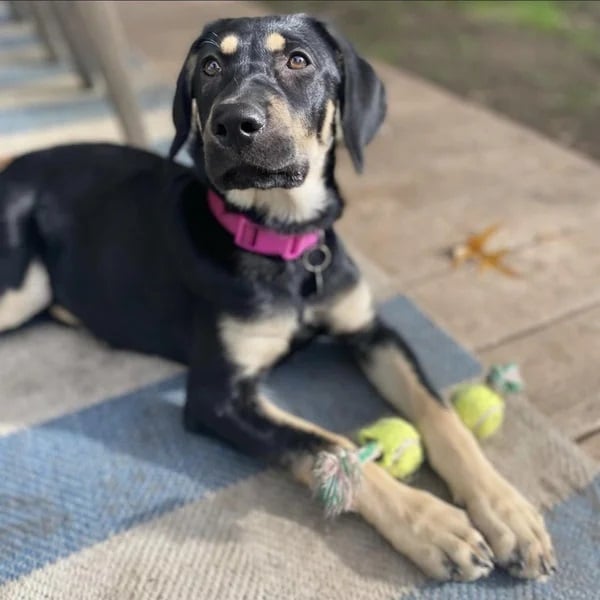 Addie is all about her toys - Love, Dog