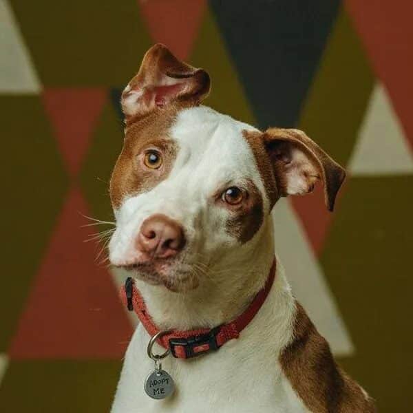 Aladdin looking dapper with his red collar on - Love, Dog