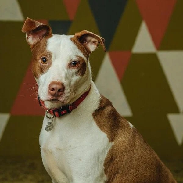 Aladin is a white and tan Pitbull mix - Love, Dog