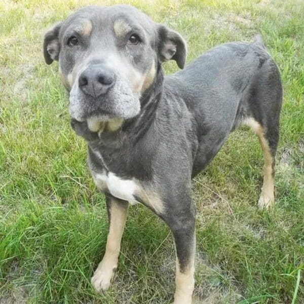 Astrid is a 6-year-old Terrier mix - Love, Dog