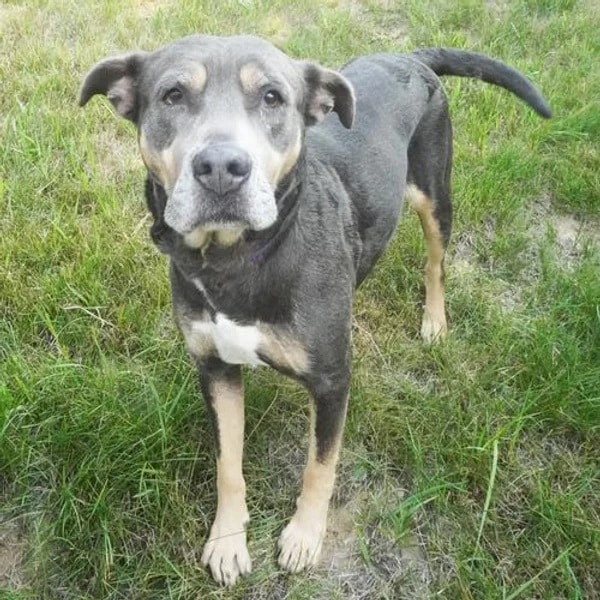 Astrid looking at you with her soulful eyes - Love, Dog