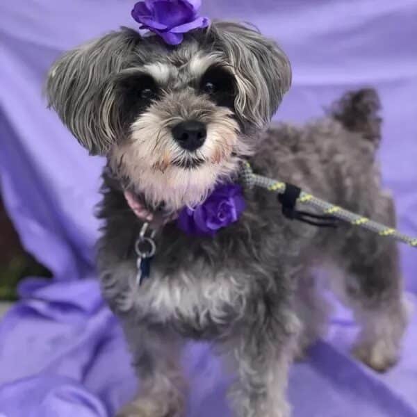 Ava is a tiny Schnoodle girl who looks great in purple - Love, Dog