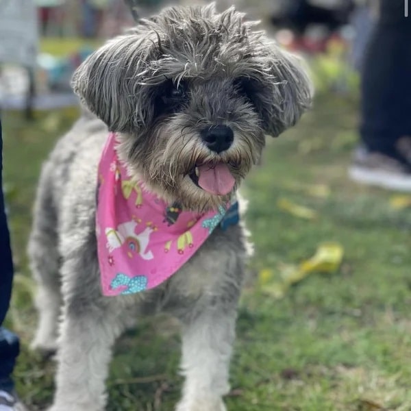 Ava showing off her pink bandana - Love, Dog