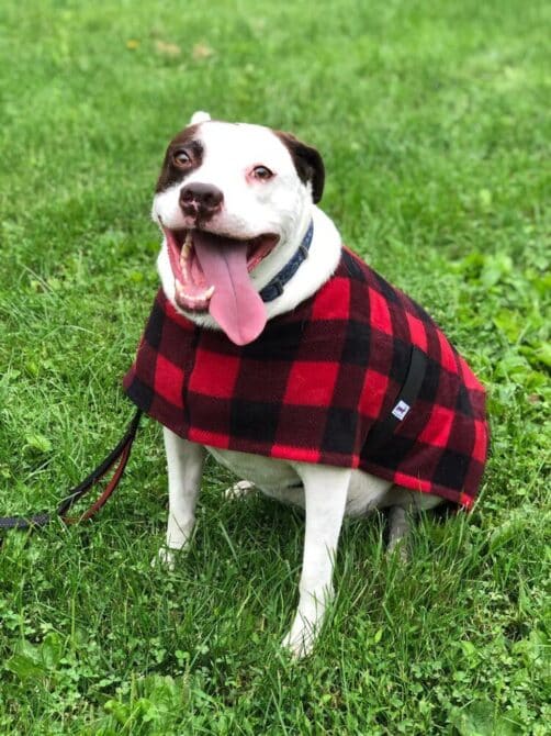 Buffalo Plaid Dog Coat Love Dog
