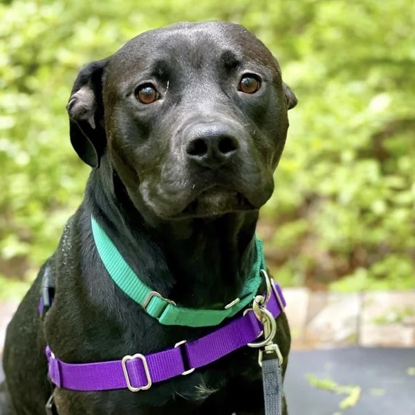 Bunny is a black Retriever and Labrador Mix - Love, Dog