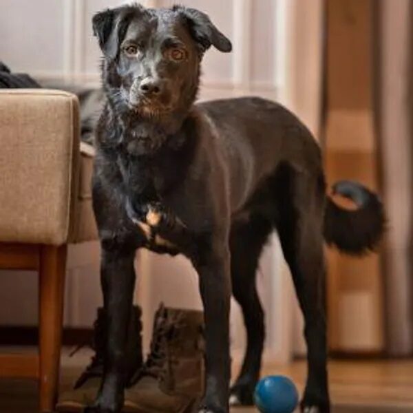 Can you throw my blue ball just one more time.