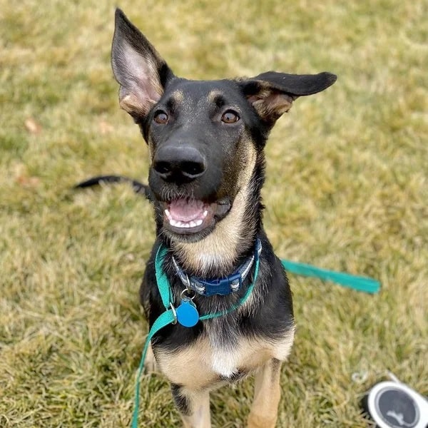 Dakota is a black and brown German Shepherd mix - Love, Dog