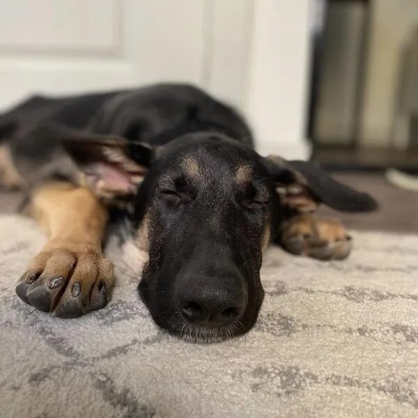 Dakota sleeping on a cozy white rug - Love, Dog