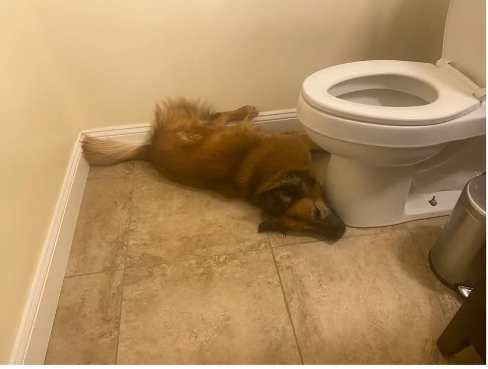 Dog sleeping on cold floor