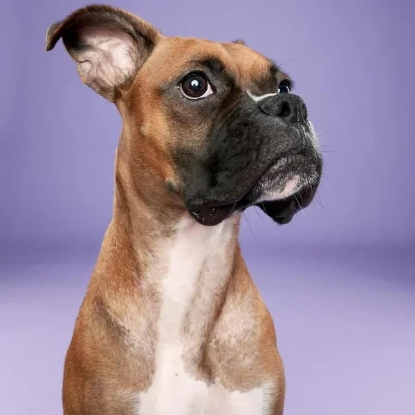 Grayce is a tricolor, 1-year-old Boxer mix girl posing on a purple background here - Love, Dog