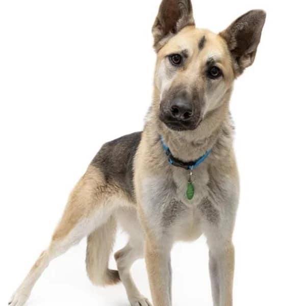 Heidi, a 2 year old German Shepherd, ready to be adopted - Love, Dog
